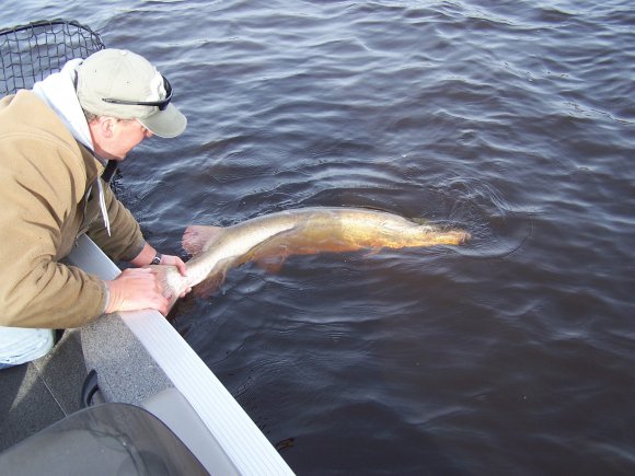 musky-53-3