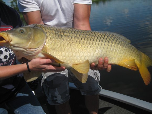 carp-1